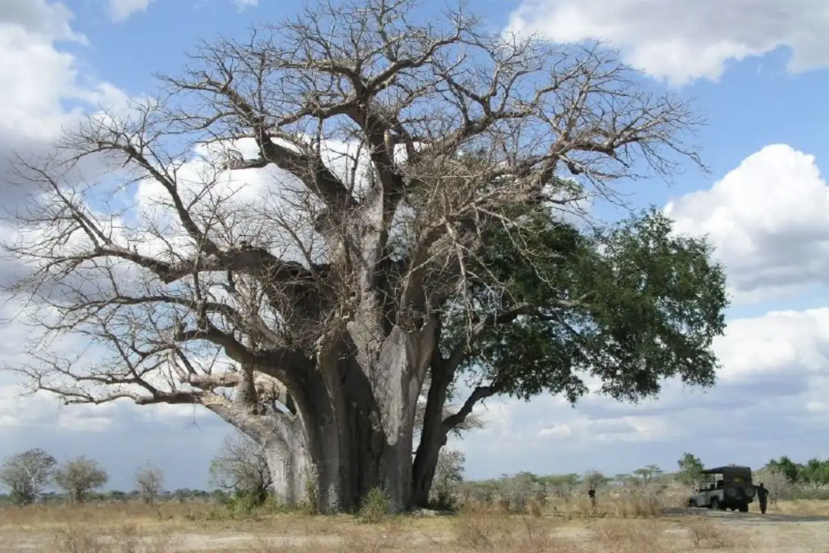 Day Trip to Selous Game Reserve from Zanzibar 